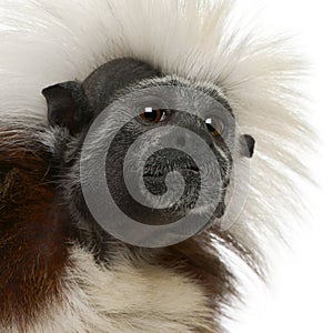 Close-up of Cottontop Tamarin, Saguinus oedipus