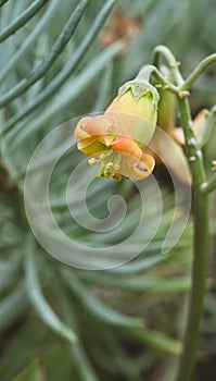 Close-up of cotyledon orbiculata