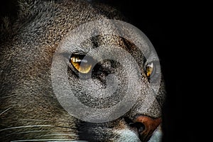 Close-up of cougar, puma - danger animal