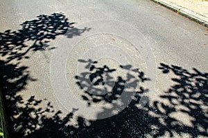 Close-up of the country road with the shadow of trees leaves and branches