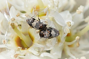 Close up of a couple carpet beetles ,  Anthrenus pimpinellae , in white flowers