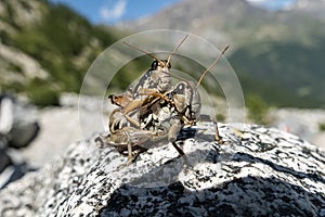 Close-up of a couple of grasshoppers on a rock