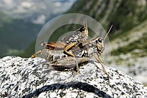 Close-up of a couple of grasshoppers on a rock