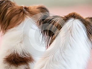 Close up of couple of puppies, back view