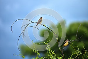 Close up of  couple red avadavat or Amandava amandava isolated in habitat