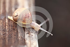 Close up of a couple of snails .