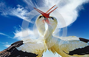 Close up of couple two white storks ciconia ciconia in a nest clapping beaks together.  Neck and head form a heart, clear blue