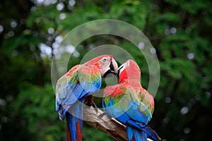 Close up couples of beautiful of scarlet macaw birds peaning and