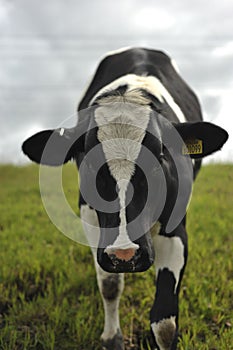 Close up of a cow