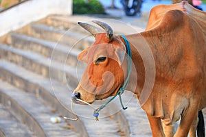 Close up cow brown in farm