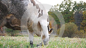 Close up of cow eating fresh green grass at lawn. Friendly animal grazing at meadow. Cattle on pasture. Scenic nature