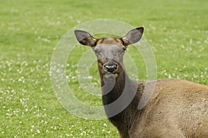 Close-up of Cow Elk