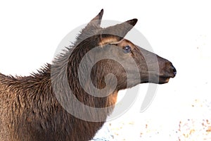 Cow elk`s head with a snow background