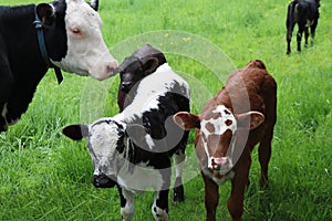 Close-up of cow face with two little roan calves