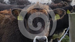 Close up of cow in field behind barbed wire fence