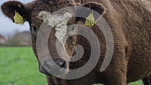 Close up of cow in field looking at camera