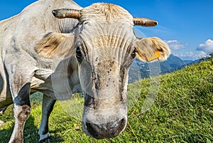 Close-up of a cow head