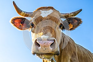 Close-up of a cow head