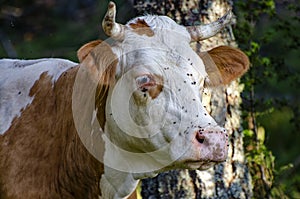 Close-up of a cow head