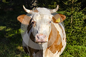 Close-up of a cow head