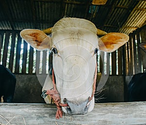 Close up cow head in cage