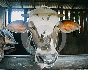 Close up cow head in cage