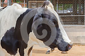 Close up of Cow Head. Head of black and white cow.