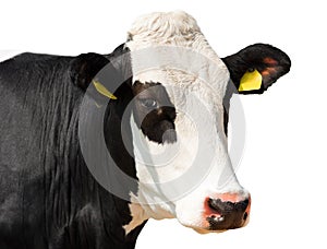Vista de cerca de una vaca cabeza en blanco 