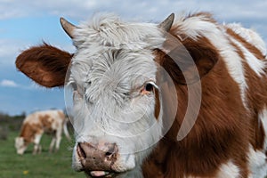 Close up cow head with small horns stare toward camera