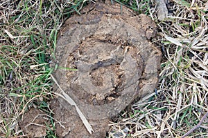 Close up cow manure