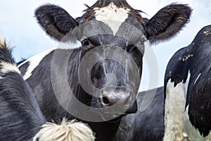 Close up of a cow in the middle of a group of cows black and white