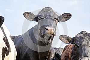 Close up of a cow in the middle of a group of cows black and white