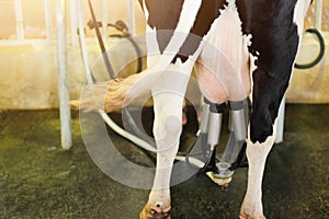 Close up Cow milking facility, Milking cow with milking machine and mechanized milking equipment