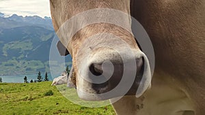 Close up of cow in Mount Rigi
