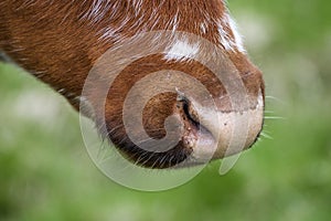 Close up of a cow nose