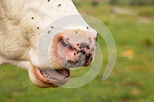 Close-up of a cow nose attacked by flies. Parasites cause discomfort in livestock