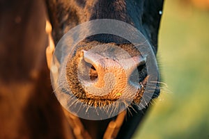 Close Up Of Cow Nose, Mouth In Sunny Evening Light At Sunset