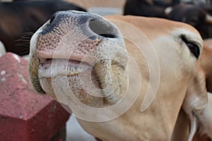 Close up of cow nose nostrils and mouth
