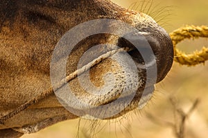 Close up of cow nose with rope on cow face isolated on nature background. Indian Cow with rope through nose