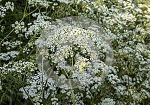 Close up of Cow Parsley growing along a country lane