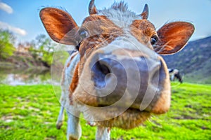 Close up cow portrait