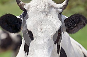 Close-up cow portrait