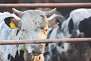 Close up Cow portrait at farm. Farming concept