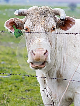 Close up cow portrait on the meadow. Farm animal