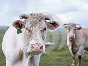 Close up cow portrait on the meadow. Farm animal