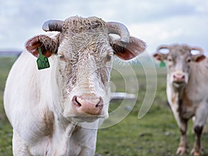 Close up cow portrait on the meadow. Farm animal