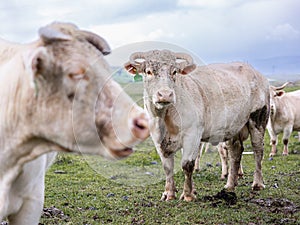 Close up cow portrait on the meadow. Farm animal