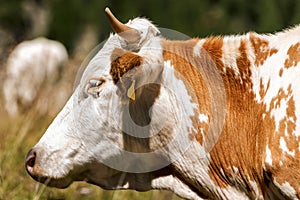 White and Brown Cow with Horns - Portrait