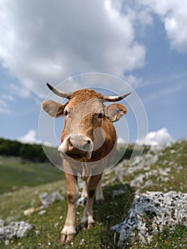 Close-up of cow& x27;s head, big soft pink nose sniff at the lens