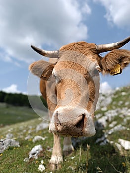 Close-up of cow& x27;s head, big soft pink nose sniff at the lens